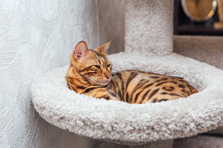 Young cute bengal cat laying on a soft cats shelf of a cats house.の写真素材