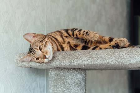 Young cute bengal cat laying on a soft cats shelf of a cats house.の写真素材