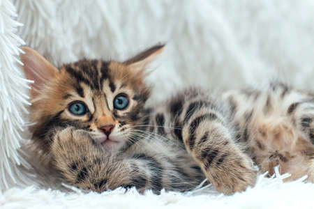 Three cute one month old kittens on a furry white blanket.の写真素材