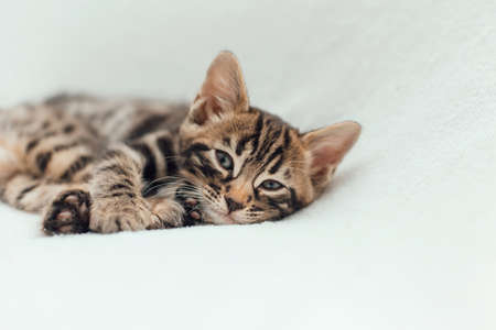 Cute bengal one month old kitten on the white fury blanket close-up.の写真素材
