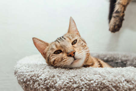 Young cute bengal cat laying on a soft cat's shelf of a cat's house indoors.の写真素材