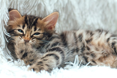 Cute dark gray charcoal short-haired bengal kitten on a furry white blanket.の写真素材
