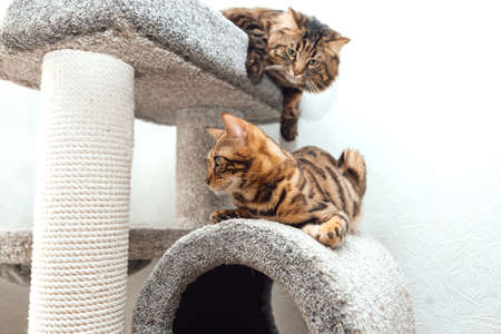 Young cute bengal cats sitting on a soft cat's shelf of a cat's house indoors.の写真素材
