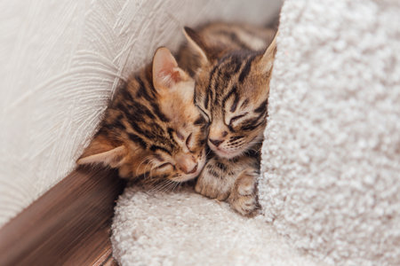 Two young cute bengal cats sleeping on a soft cat's shelf of a cat's house indoors.の写真素材