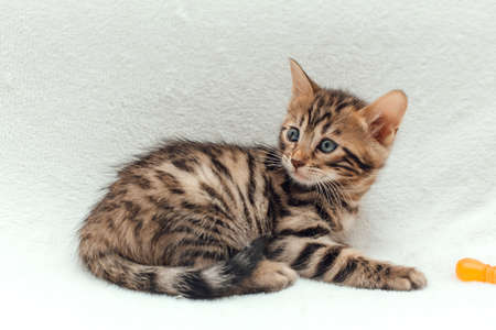 Cute dark gray charcoal short-haired bengal kitten on a furry white blanket.の写真素材