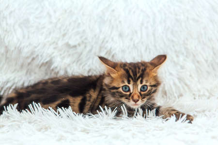 Cute dark grey charcoal long-haired bengal kitten laying on a furry blanket.の写真素材