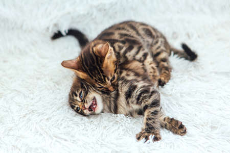 Two cute bengal kittens playing on a furry white blanket.の写真素材