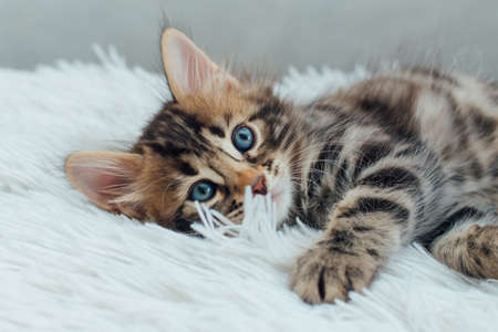 Cute dark grey charcoal long-haired bengal kitten laying on a furry blanket.の写真素材