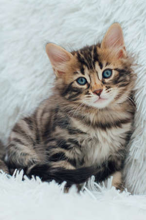Cute dark grey charcoal long-haired bengal kitten sitting on a furry blanket.の写真素材