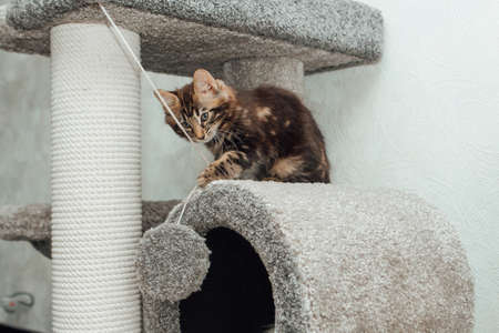 Young marble longhair bengal cat sitting on a soft cats shelf of a cats house.の写真素材