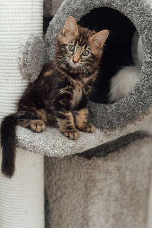 Young marble longhair bengal cat sitting on a soft cats shelf of a cats house.の写真素材