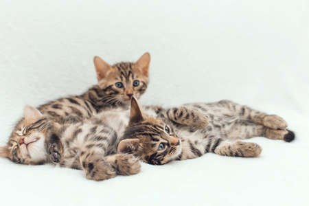 Three cute bengal kittens laying on a furry white blanket.の写真素材