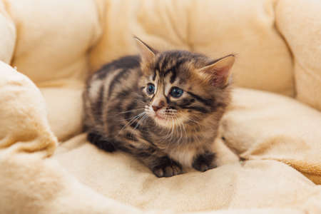 Closee-up face of cute bengal one month old kitten laying on the cat's pillowの写真素材