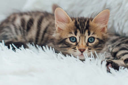 Cute dark gray charcoal long-haired bengal kitten laying on a furry white blanket.の写真素材