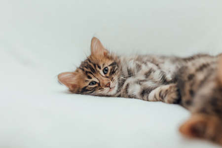 Cute bengal one month old kitten on the white fury blanket close-up.の写真素材