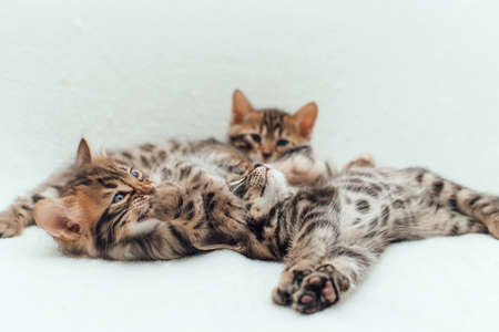 Three cute one month old kittens on a furry white blanket.の写真素材