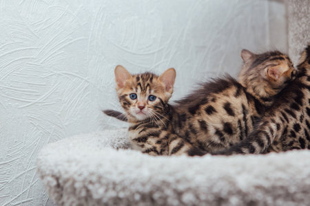 Three young cute bengal cats laying on a soft cat's shelf of a cat's house indoors.の写真素材