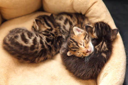 Closee-up faces of cute bengal one month old kittens laying on the cat's pillowの写真素材