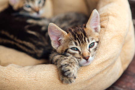Closee-up little bengal kitten on the cats pillowの写真素材