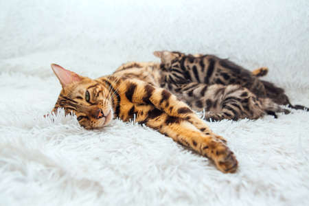Bengal cat feeds her little kittens with breastの写真素材