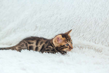 Cute dark grey charcoal bengal kitten laying on a furry blanket.の写真素材