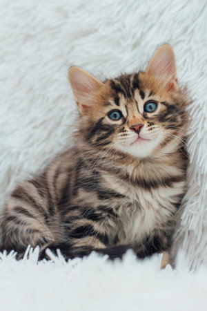 Cute dark grey charcoal long-haired bengal kitten sitting on a furry blanket.の写真素材