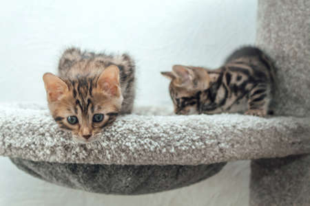 Young cute bengal cat sitting on a soft cats shelf of a cats house.の写真素材