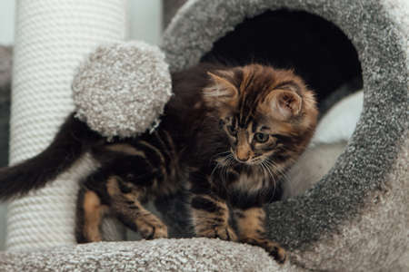 Young marble longhair bengal cat sitting on a soft cats shelf of a cats house.の写真素材
