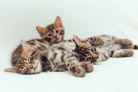Three cute bengal kittens laying on a furry white blanket.の写真素材