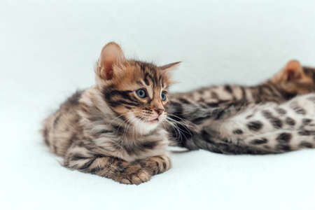 Little bengal kitten on the white fury blanketの写真素材