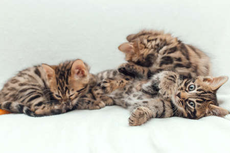 Three cute bengal kittens on a furry white blanket.の写真素材