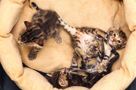 Closee-up faces of cute bengal one month old kittens laying on the cat's pillowの写真素材