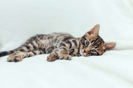 Cute dark gray charcoal short-haired bengal kitten on a furry white blanket.の写真素材