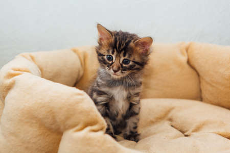 Closee-up face of cute bengal one month old kitten laying on the cat's pillowの写真素材