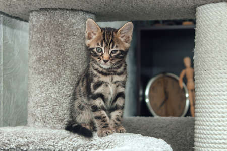 Young cute bengal cat sitting on a soft cat's shelf of a cat's house indoors.の写真素材