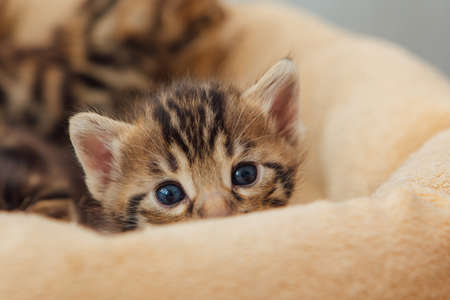 Closee-up face of cute bengal one month old kitten laying on the cat's pillowの写真素材