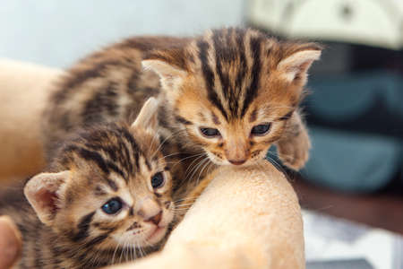 Closee-up faces of cute bengal one month old kittens laying on the cat's pillowの写真素材