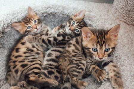 Two young cute bengal cats laying on a soft cat's shelf of a cat's house indoors. top view.の写真素材