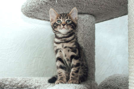 Young cute bengal cat sitting on a soft cat's shelf of a cat's house indoors.の写真素材