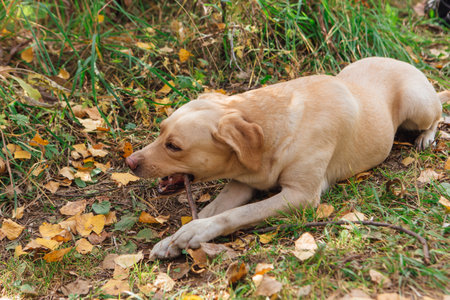 Young cute Labrador dog laying on the ground covered with yellow fallen leaves in autumn forest.の写真素材