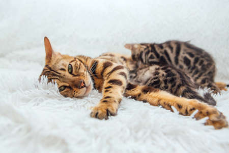 Adorable golden bengal mother-cat feeds her little kittens with breast on the white fury blanketの写真素材