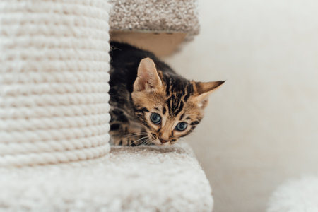 Young marble one month old bengal kitten sitting on a soft cat's shelf of a cat's house indoors.の写真素材
