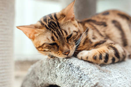 Young cute bengal cat laying on a soft cat's shelf of a cat's house indoors.