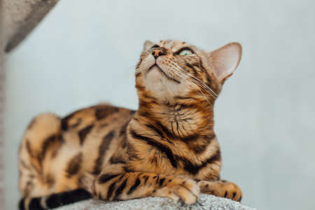 Young cute bengal cat laying on a soft cat's shelf of a cat's house indoors.の写真素材