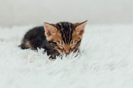 Cute marble bengal one month old kitten on the white fury blanket close-up.の写真素材