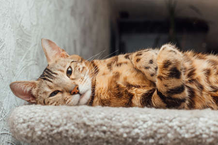 Young cute bengal cat laying on a soft cat's shelf of a cat's house indoors.の写真素材