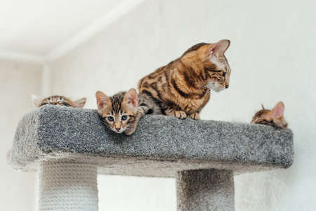 Two young cute bengal kittens laying on a soft cat's shelf of a cat's house indoors.の写真素材