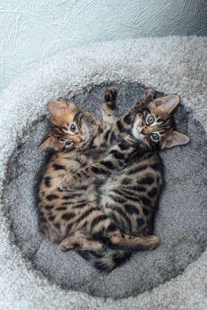 Two young cute bengal cats laying on a soft cat's shelf of a cat's house indoors. top view.の写真素材