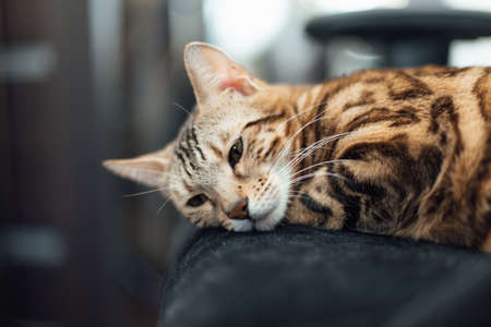Close up little bengal kitty laying the black armchair at home.の写真素材