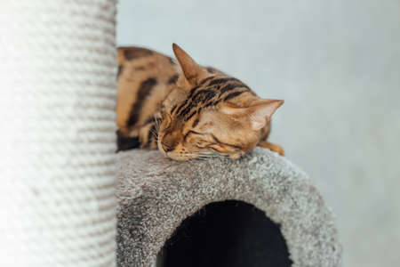 Young cute bengal cat laying on a soft cat's shelf of a cat's house indoors.